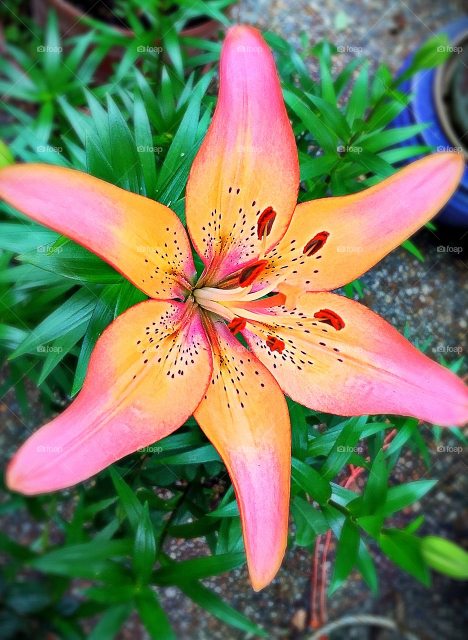 Tiger lily 