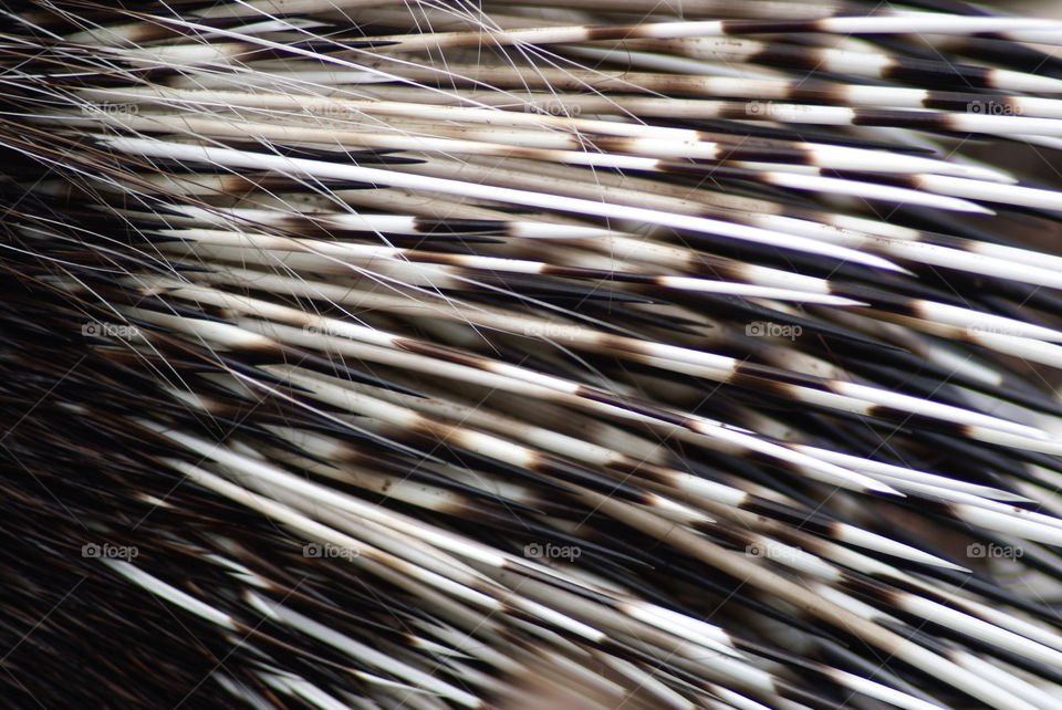 close up prickly porcupine by jokerplayed