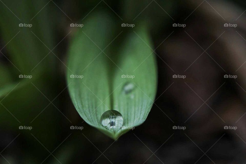 Dew Drop