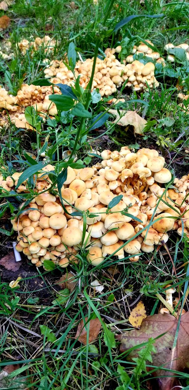 Inedible poisonous mushrooms are very beautiful and grow in whole colonies