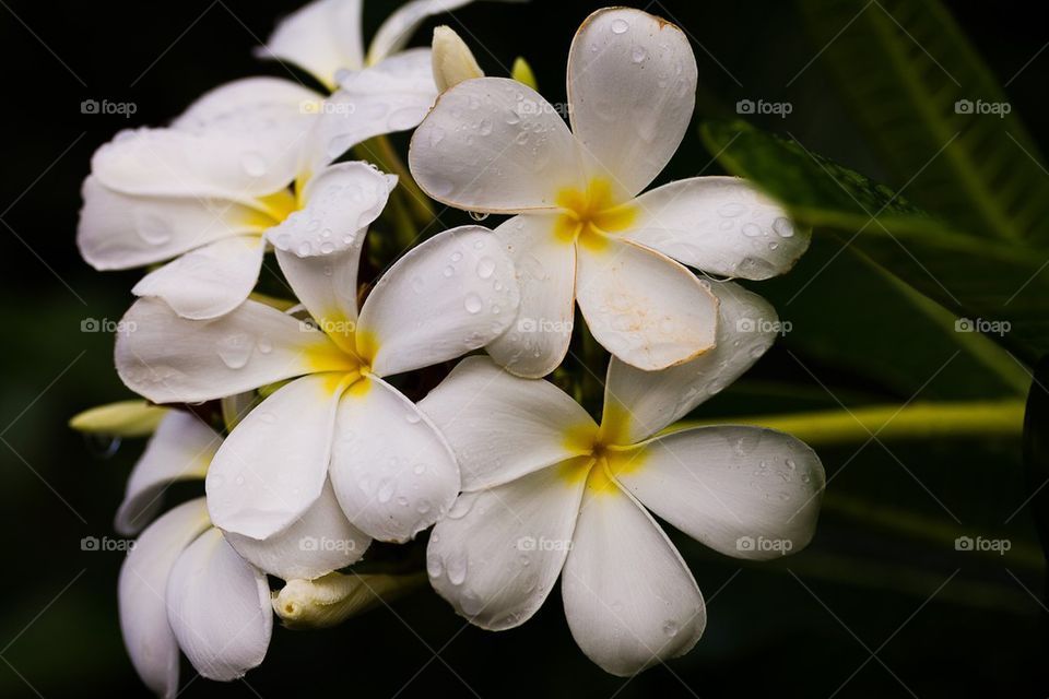 Water drops on white flowers