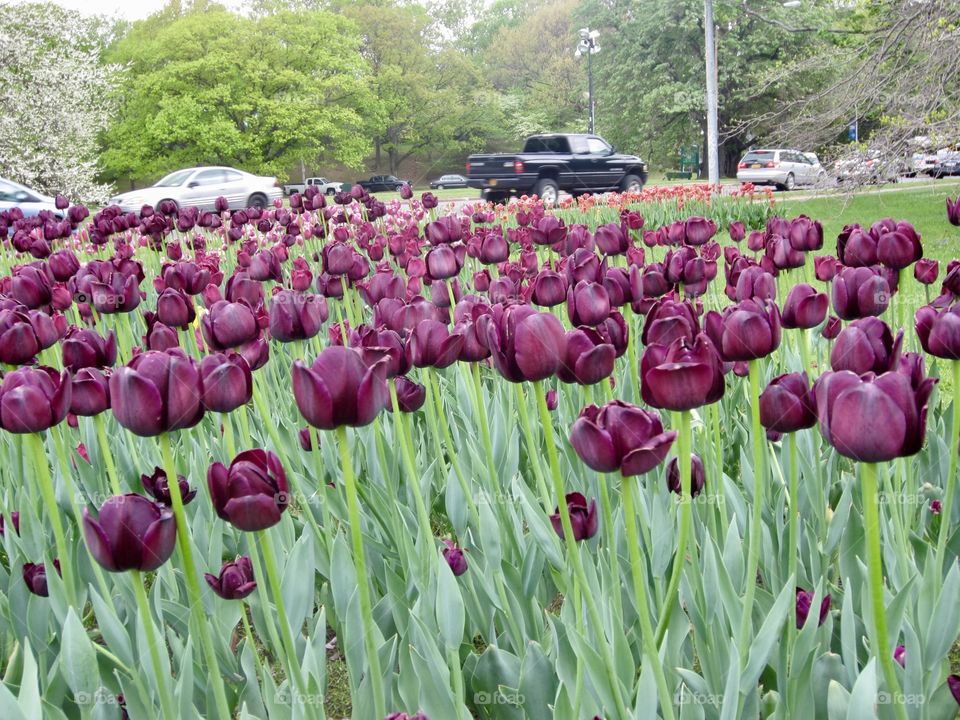 Tulips