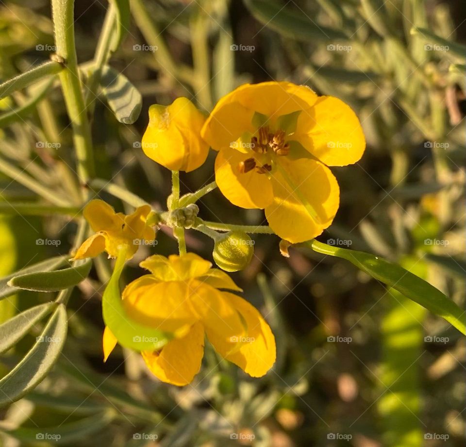 Yellow cute flowers in AZ 