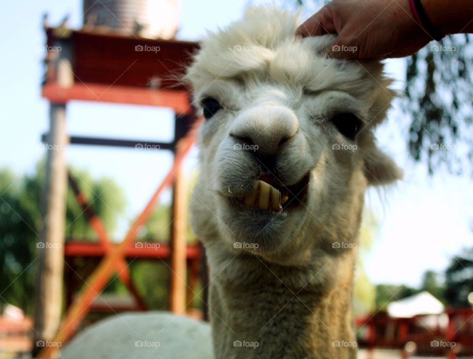 A person touching white alpaca