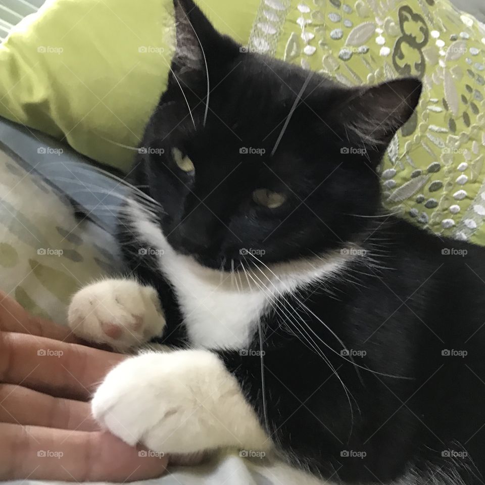 Soft kitty laying on the bed