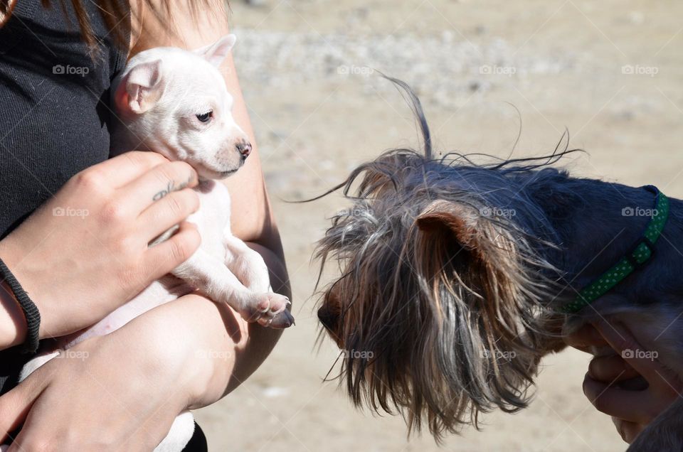 People on a walk with Dogs