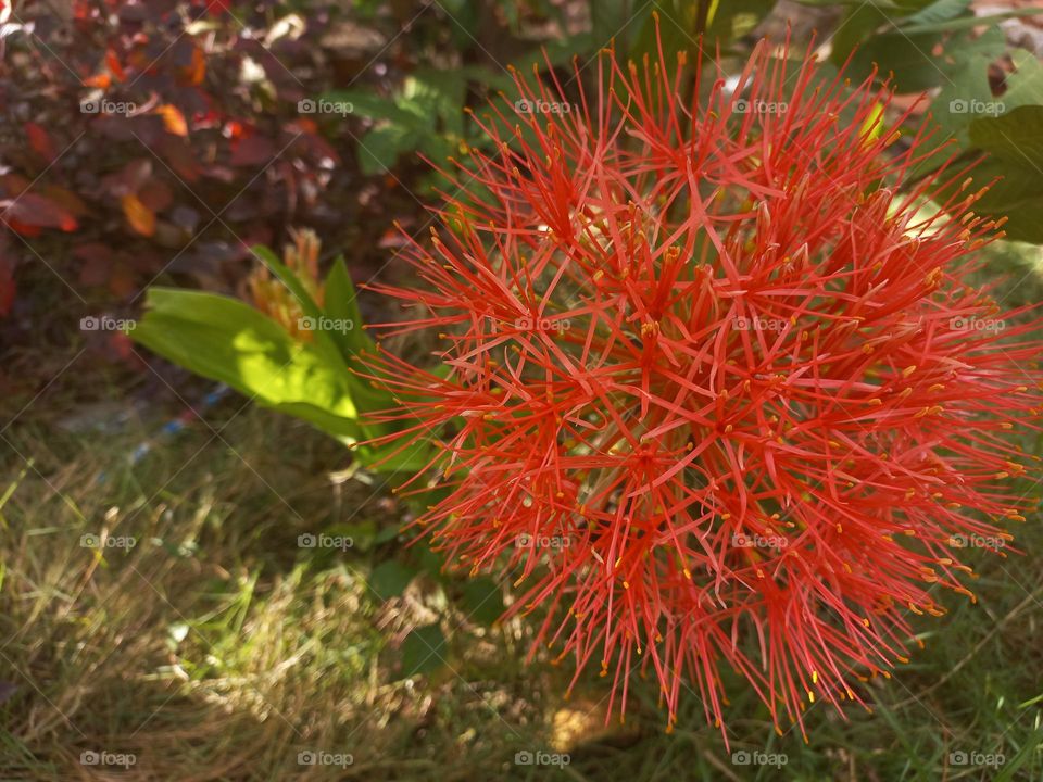 Scadoxus multiflorus in bloom growing in the yard