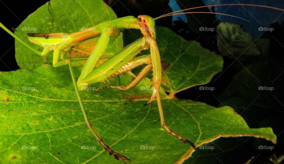 Life on leaf