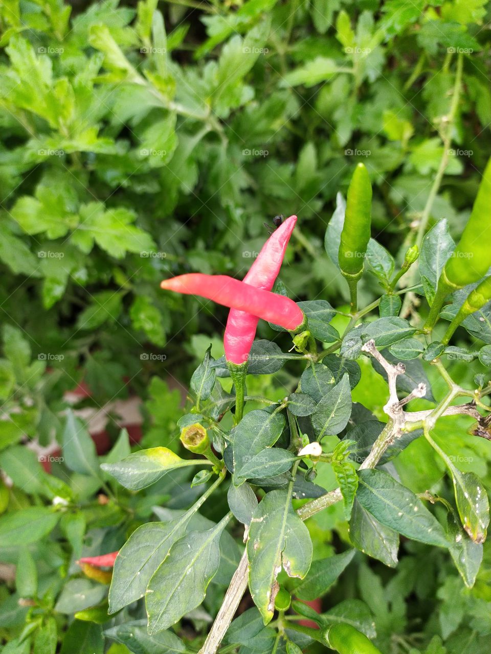 Is red chilli less graceful than a flower