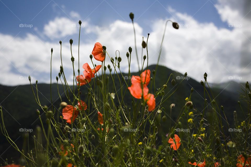 red poppies flowers blooming in a meadow with  peak mountain.