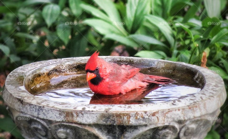 My yard today Cardinal bathing