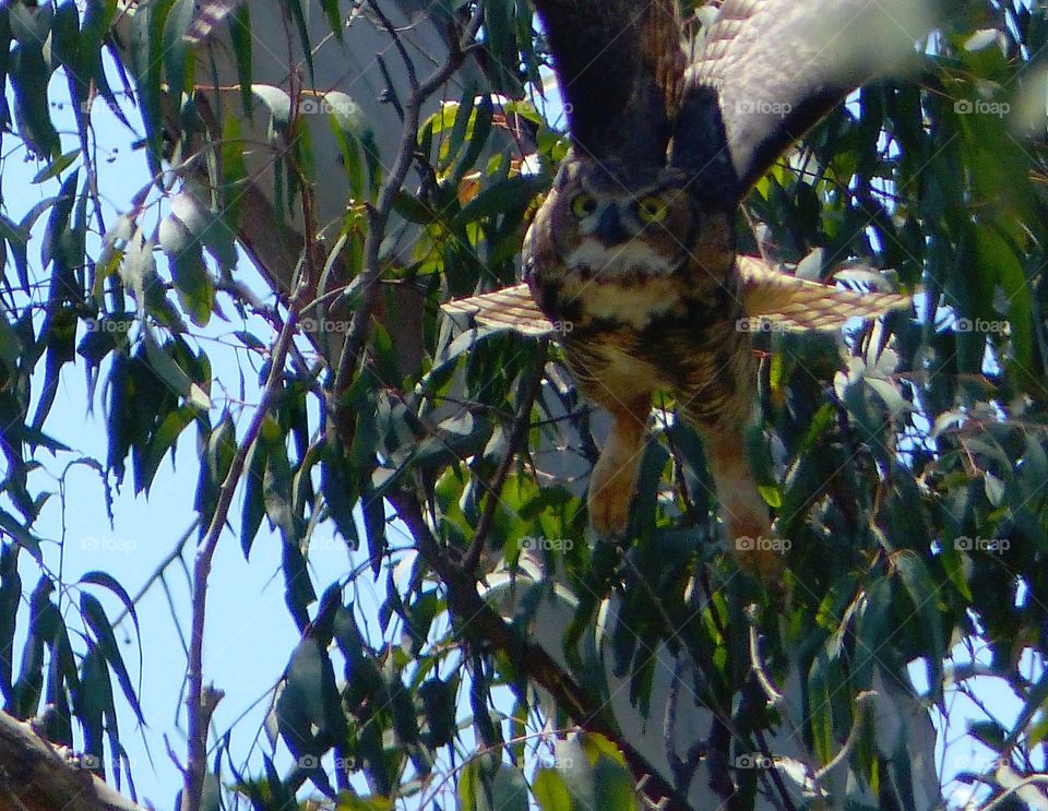 Owl in flight in forest 