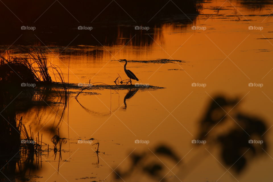Silhouette of bird in river