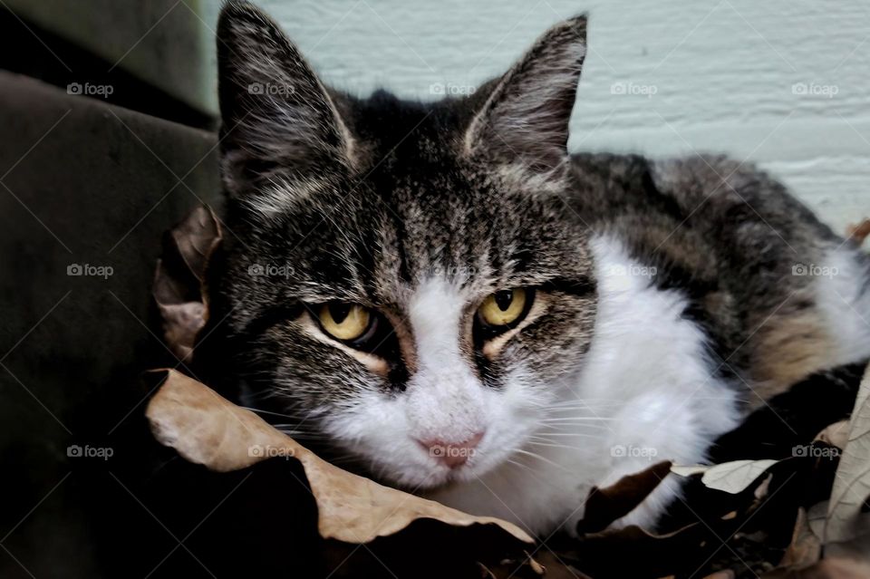 Yellow Eyed Tabby Cat in Winter Leaves