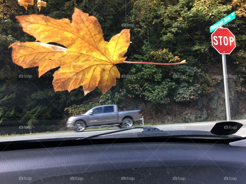 The leaf falls down on my front window ,  is it autumn already ???