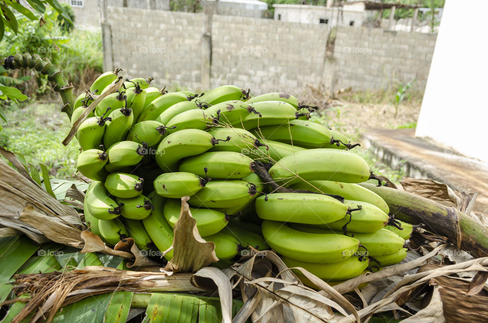 Banana Bunch On Dried Leaves