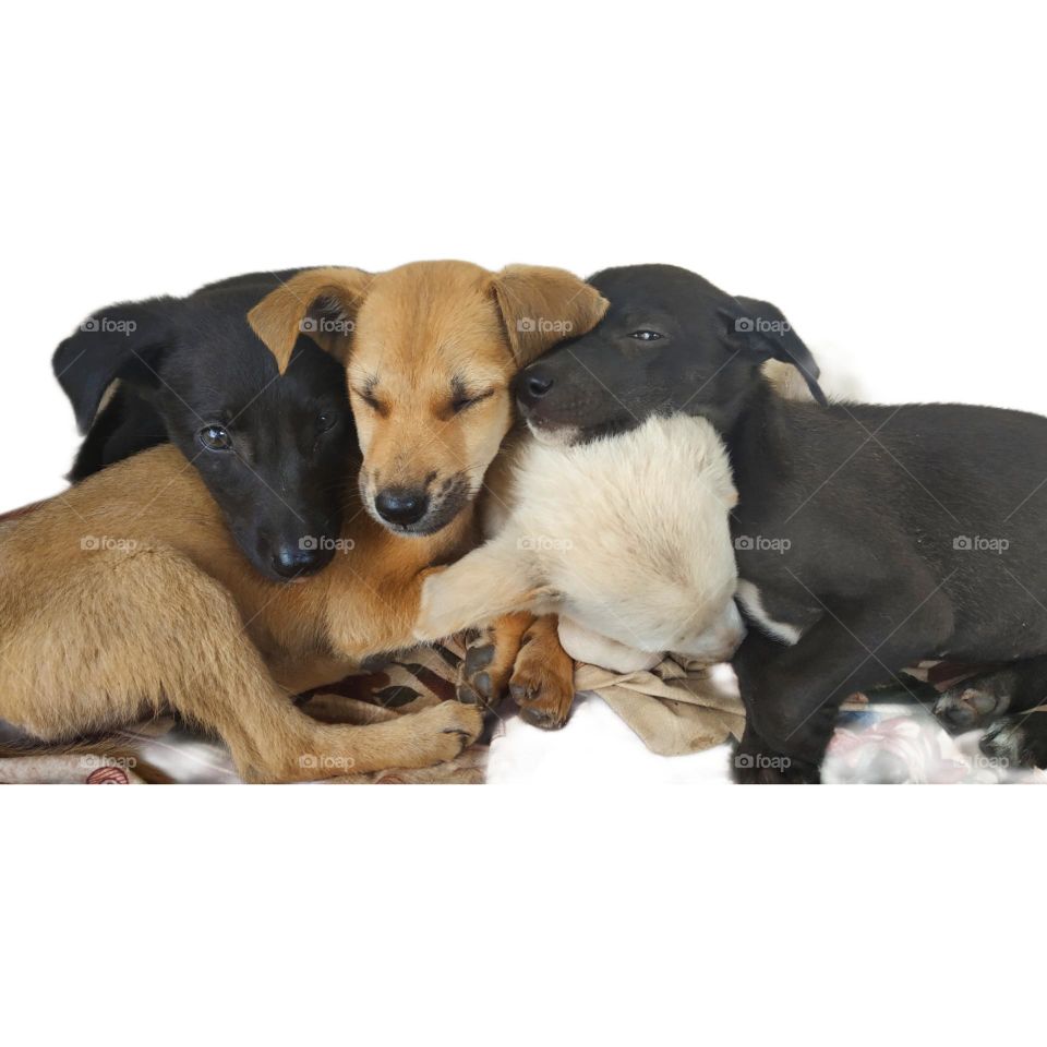 puppies taking nap🐕
on energy saving mode🐶💤