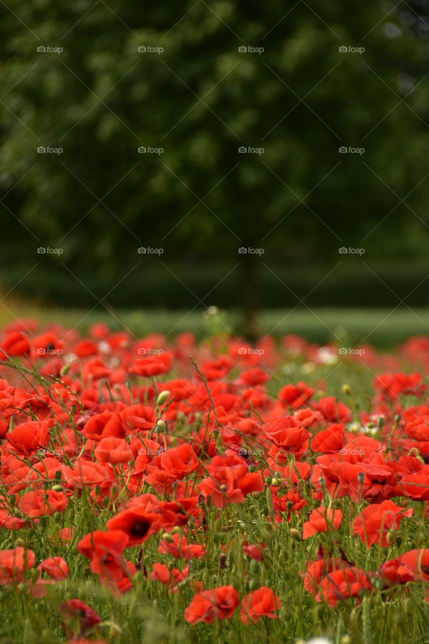 Poppy Fields 