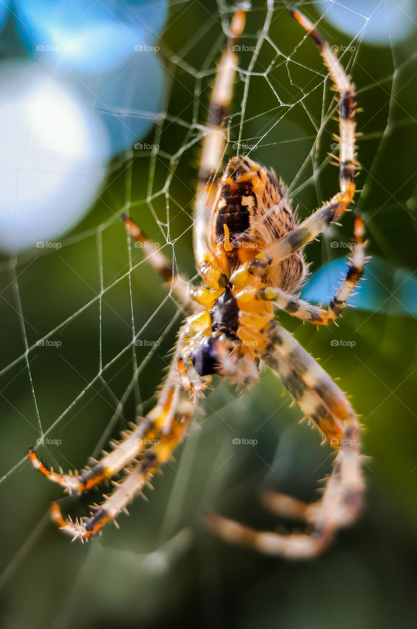 Spider on her web
