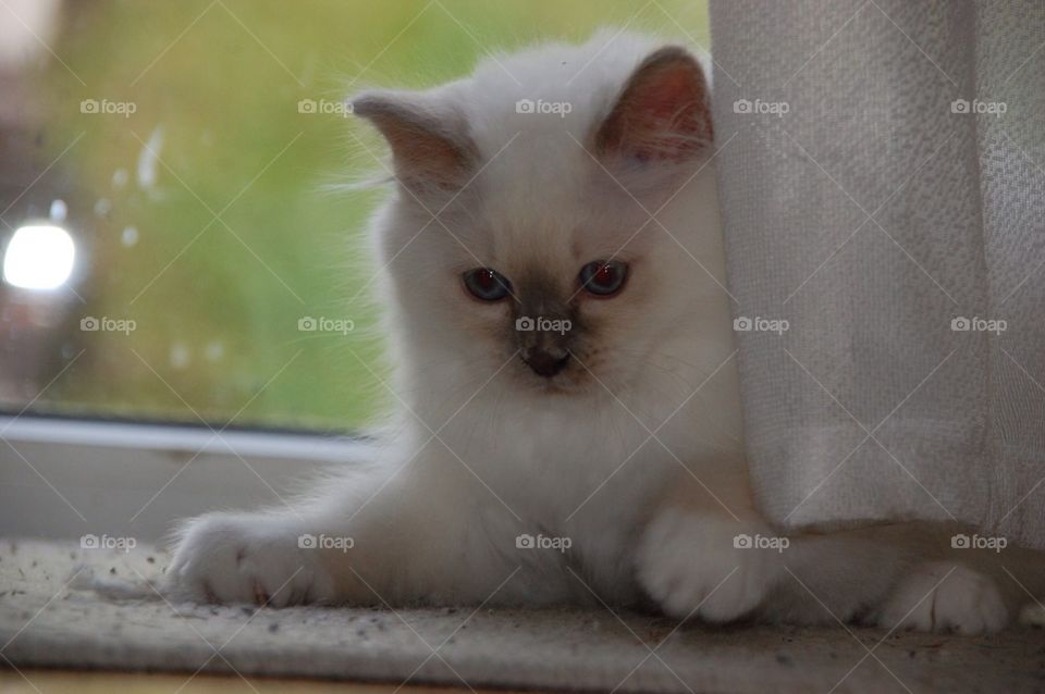 Birman kitten