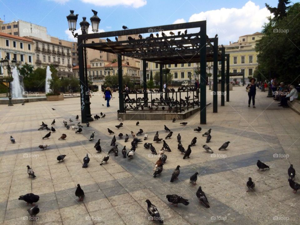 Pigeons in Athens