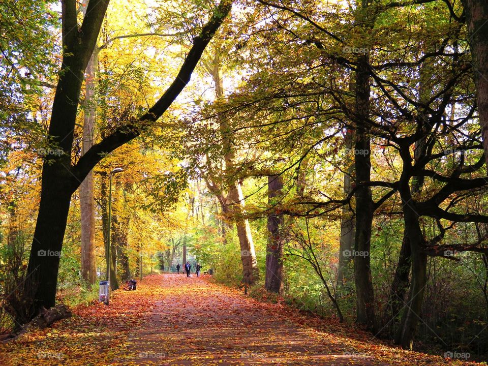 Bois de Boulogne, Lille, Northern France