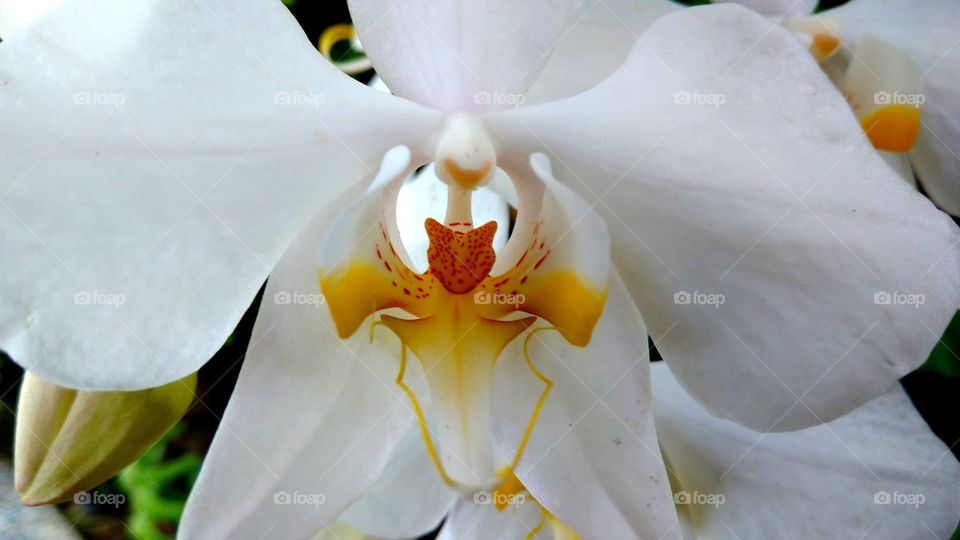 Pistil of Orchid