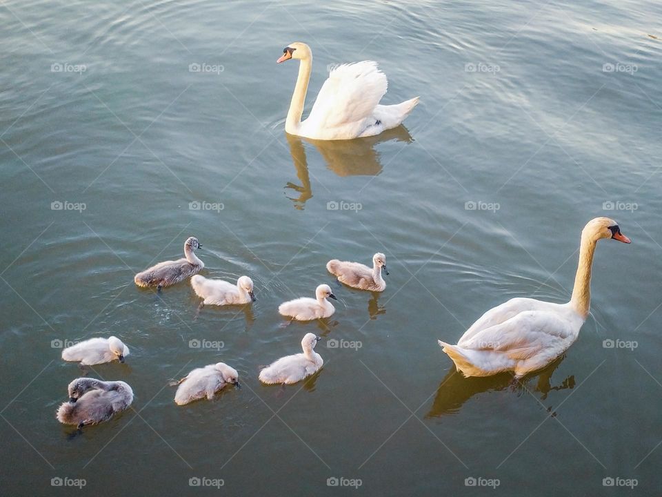 A family of white swans