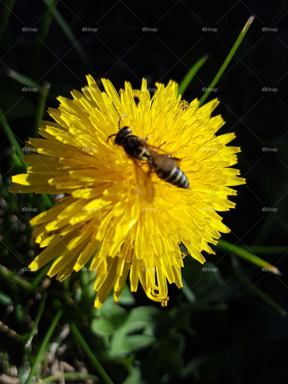 High angle view of bee on flower