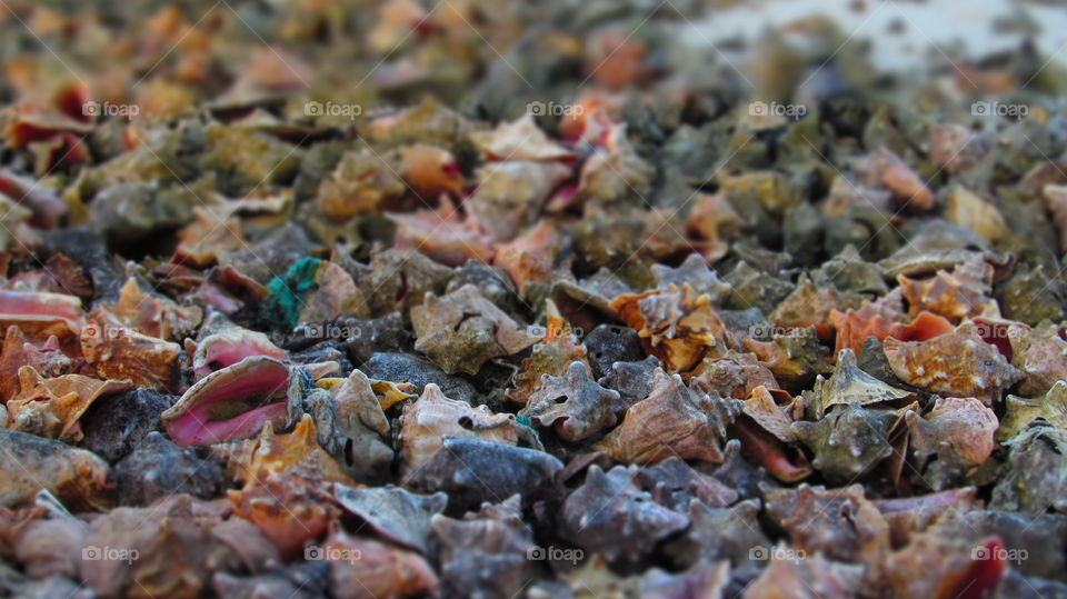 beach of conch shells