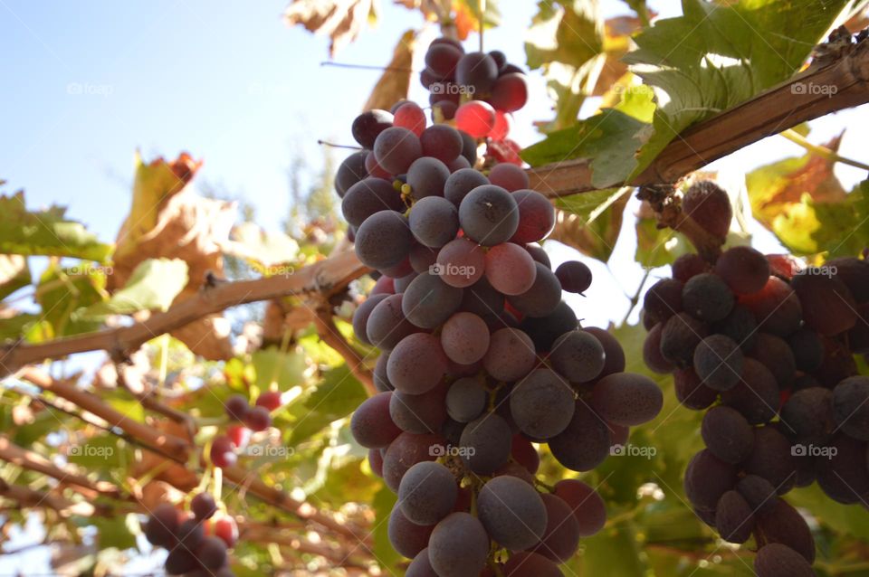 dark grape variety hanging from a branch ripe sunny day juicy fruits berries
