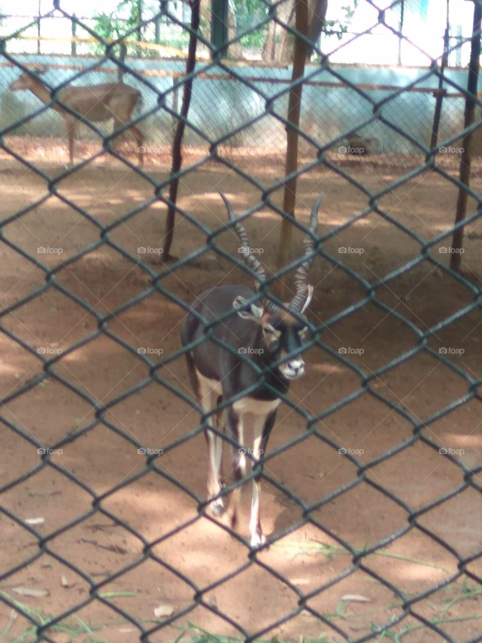 Deer at zoological park in india