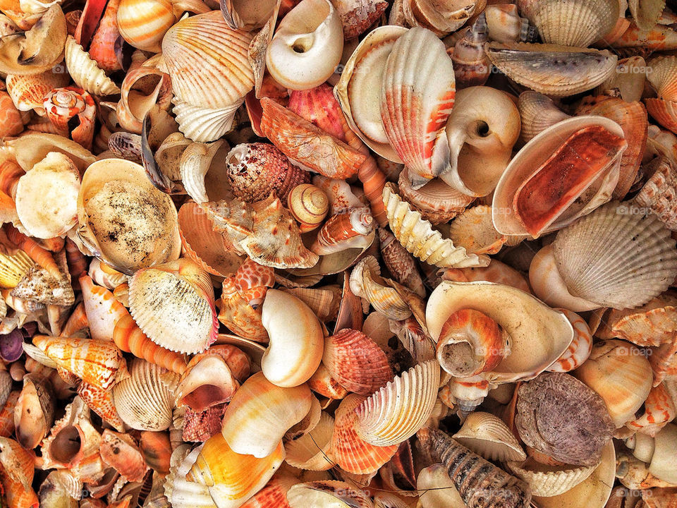 Large collection of seashells