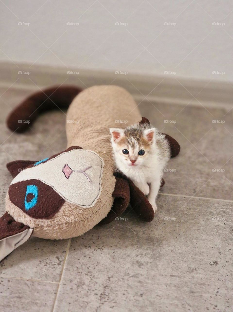 baby cat with his favorite toy