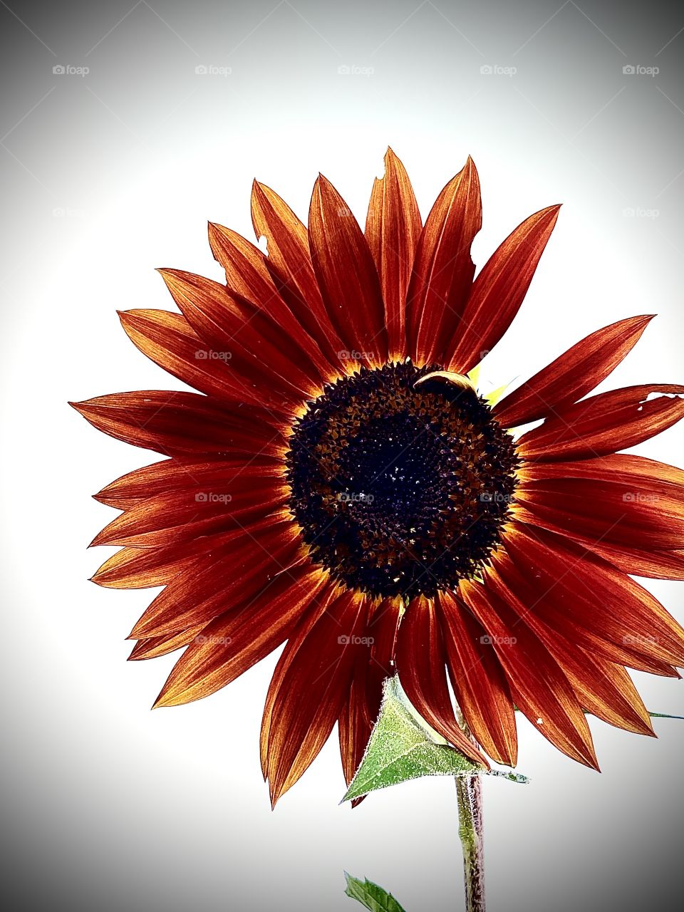 Diversity breeds beauty 