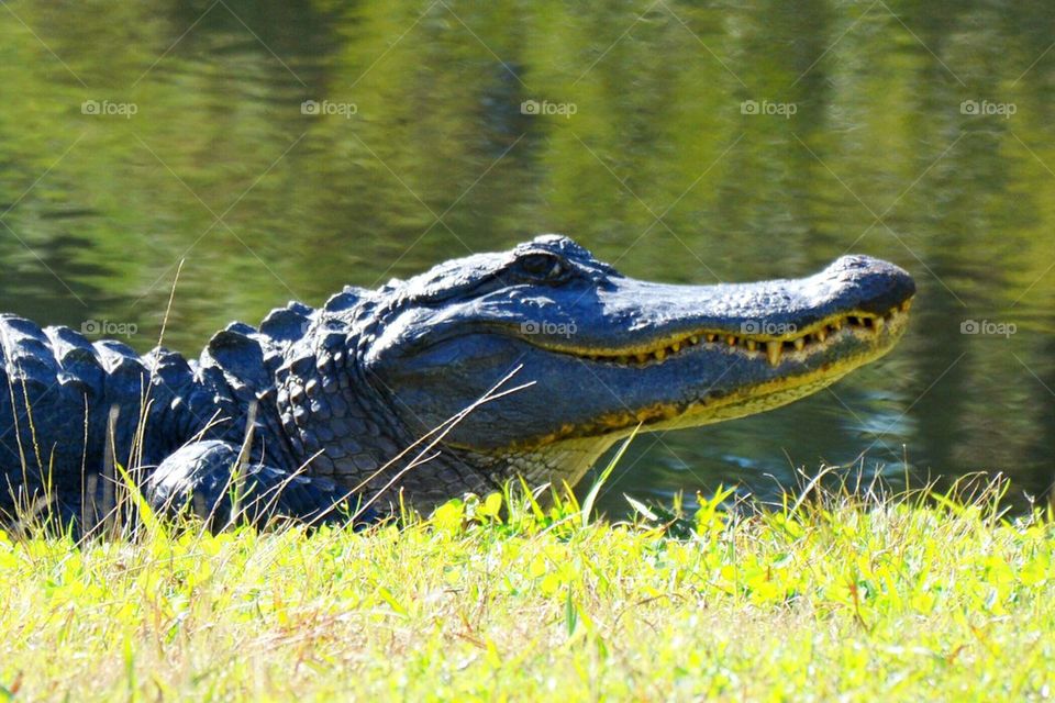 Alligator 2