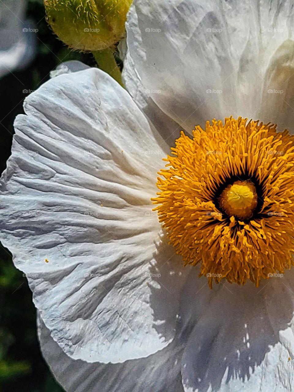 Beautiful white flower with a vibrant yellow orange center, close up image 