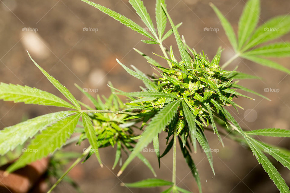 Marijuana, Leaf, Cannabis, Nature, Flora