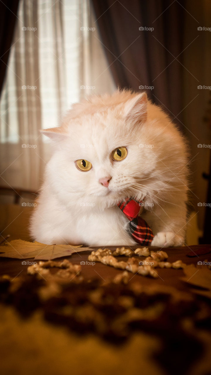 White cat wearing necktie