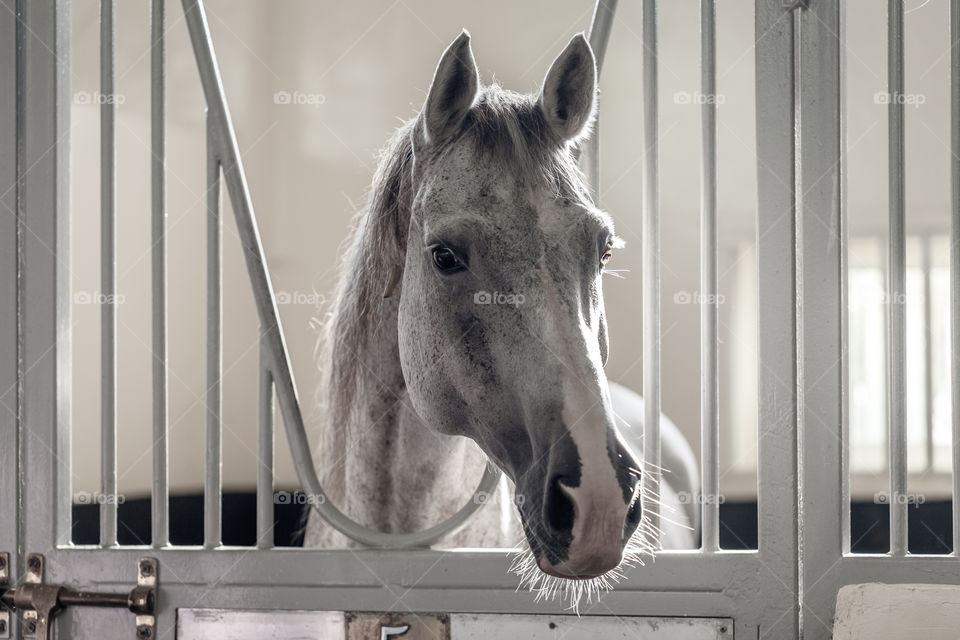 Beautiful arabian white horse at the stables