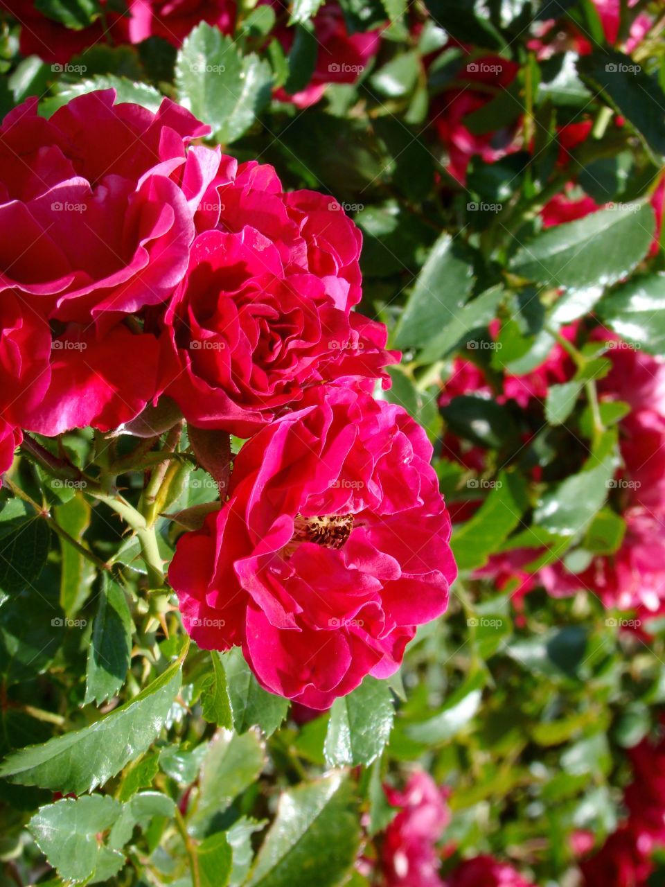 Pink flowers