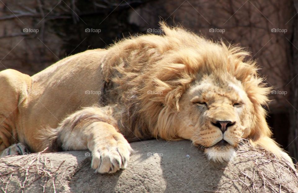 Lion resting in the forest