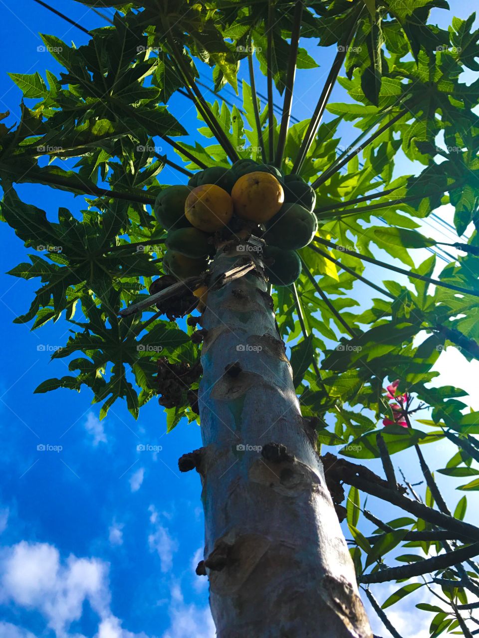 Papaya Tree/Fruit