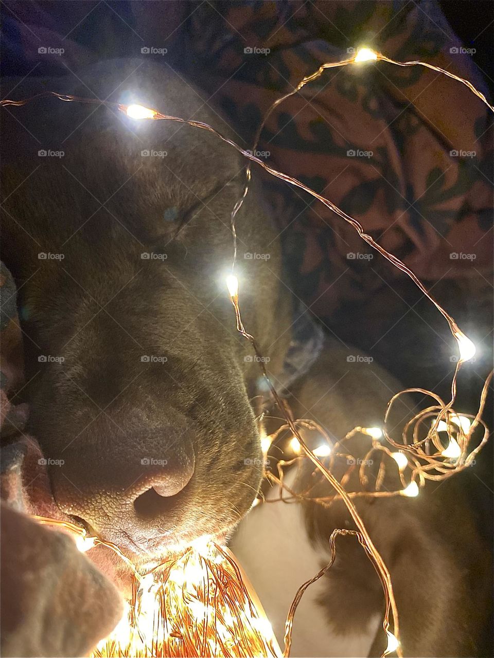 Cute tan Bulldog in white Christmas lights 