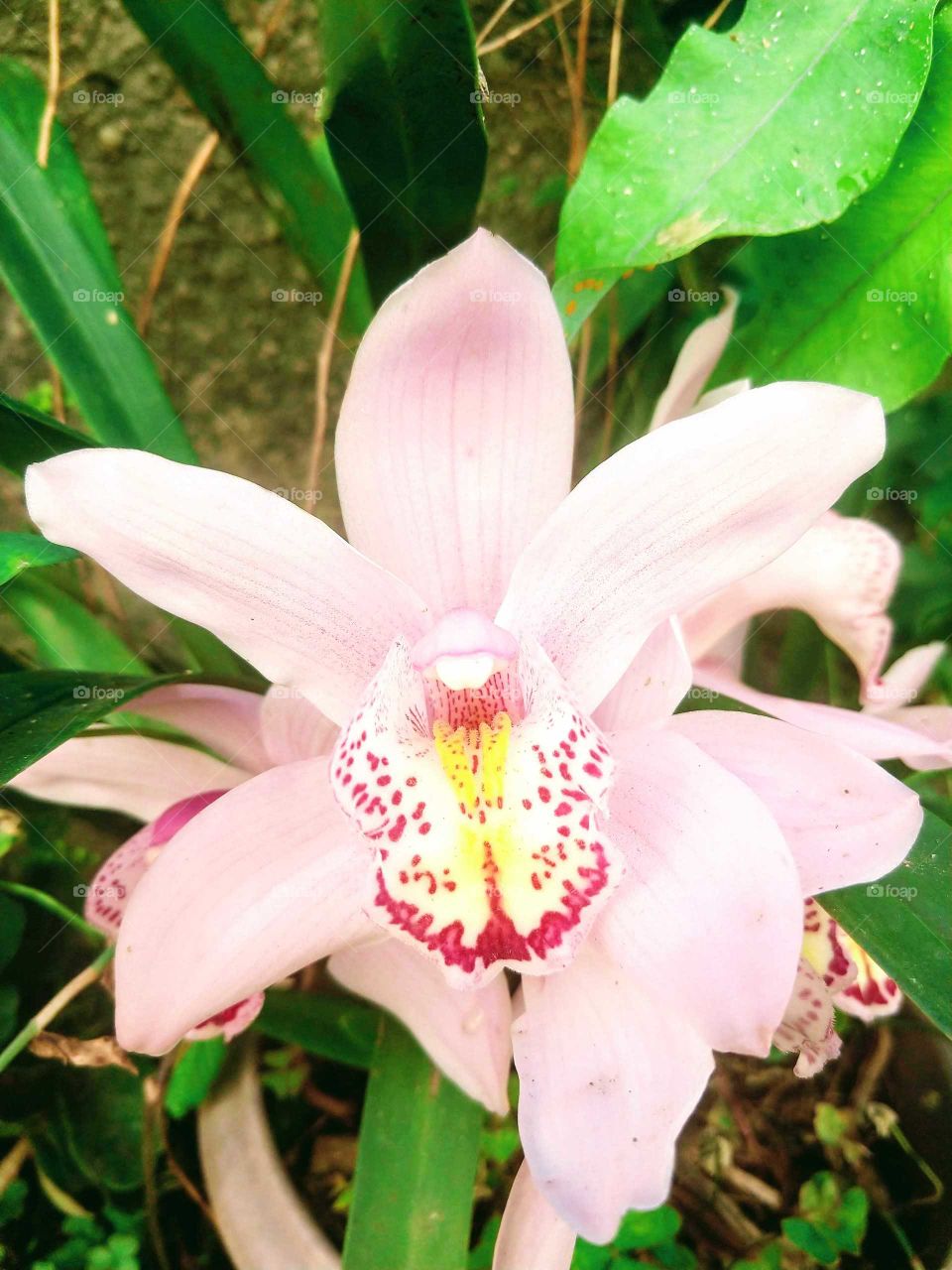 Orquídea