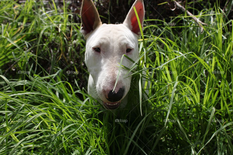 Bull terrier standing in the long green grass