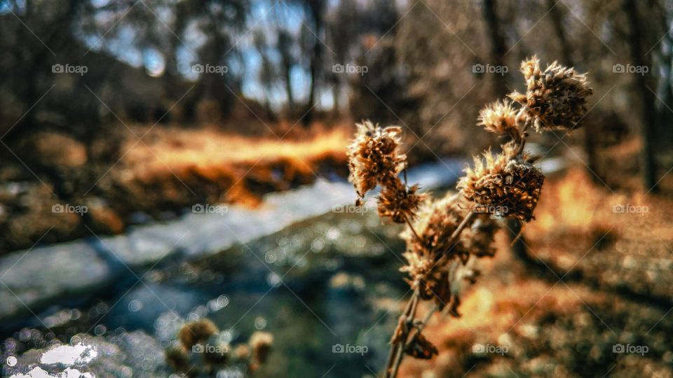 Sprout by the snowy ditch.