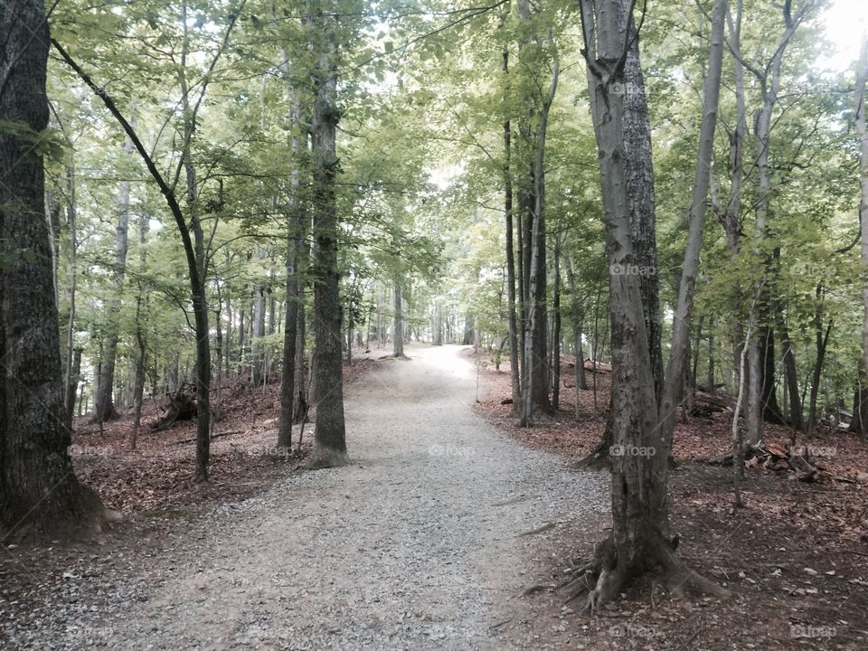 Path in the woods. Hanging Rock State Park