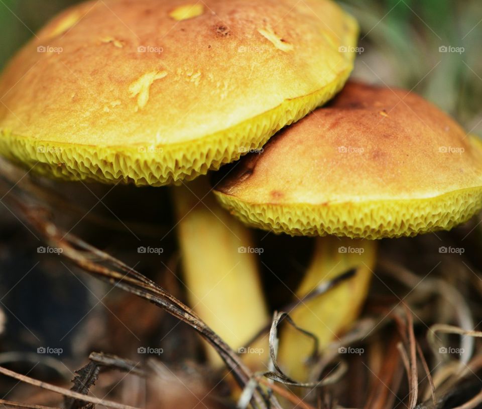 Two little golden mushrooms