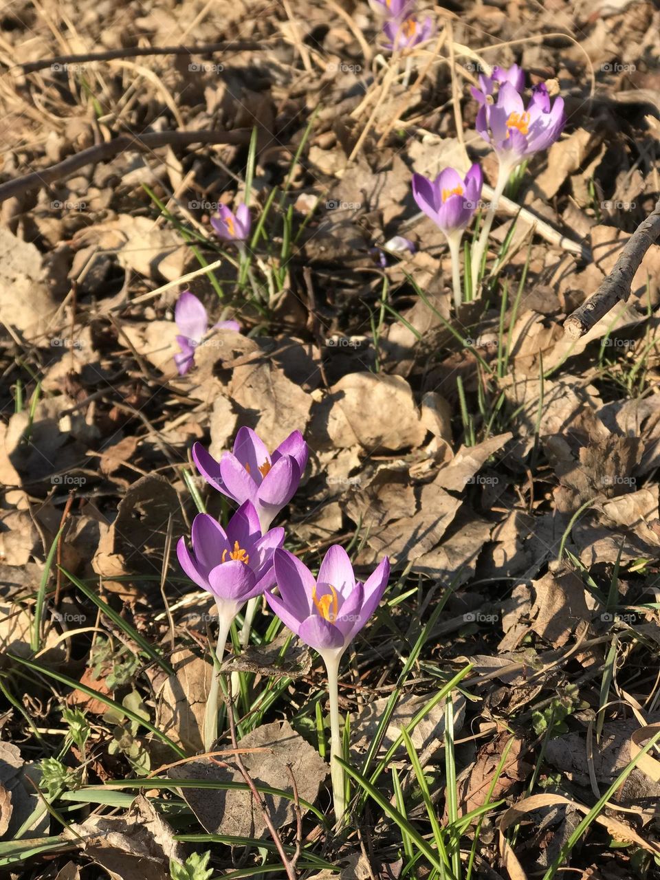 Spring Crocus flowers